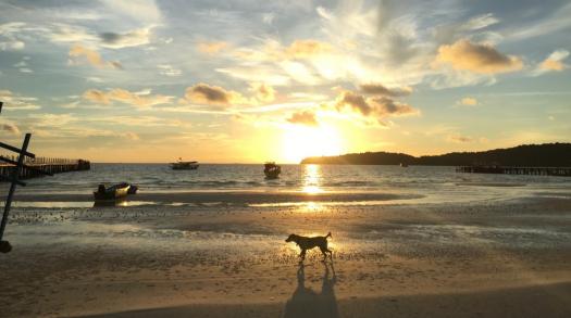 The unique and friendly dogs of Southeast Asia