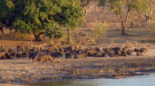 Sleepless in Botswana