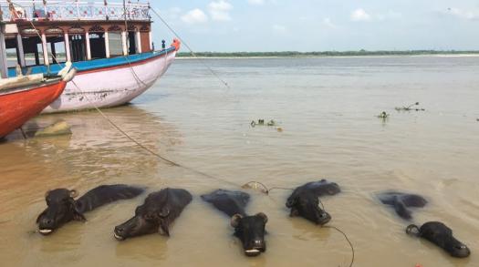 Forget tigers and elephants: meet India's chaotic urban wildlife