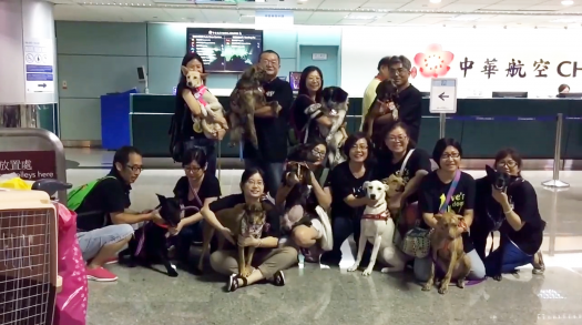 Adopting Stray Dogs from Taiwan to Loving Homes Overseas